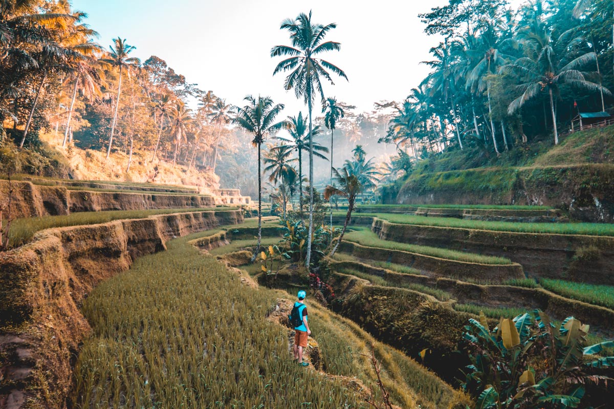 Bali Forest